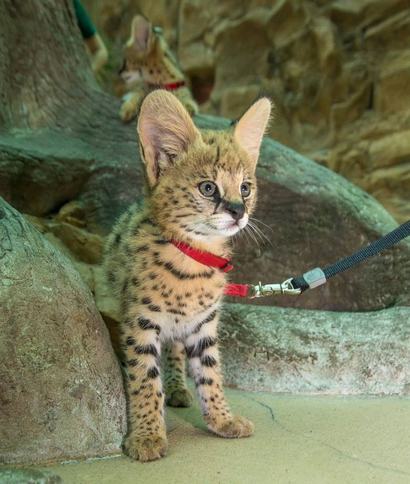 Illustration for article titled ZOMG BABY SERVALS!!!